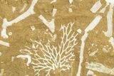 Ordovician Kukersite Oil Shale with Bryozoan Fossils - Russia #369576-1
